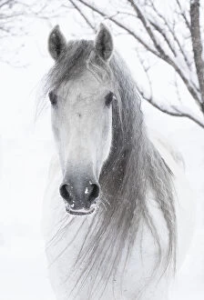 Domesticated Collection: RF - Head portrait of grey Andalusian mare with long mane in snow, Berthoud, Colorado, USA