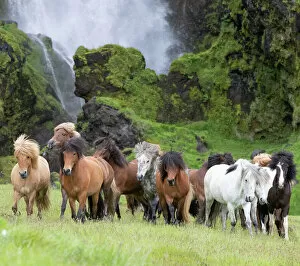 Caballus Canvas Print Collection: RF - Icelandic horse herd in grassland, rocky base of waterfall in background