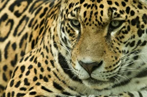 Related Images Metal Print Collection: RF- Jaguar (Panthera onca) head portrait, captive