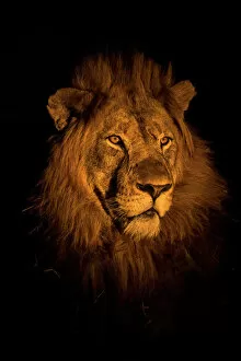 Wildlife paintings Photographic Print Collection: RF - Lion (Panthera leo) head portrait at night, Zimanga private game reserve, KwaZulu-Natal