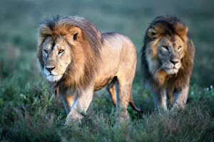 African lion Pillow Collection: RF - Lions (Panthera leo) - two brothers patrolling territorial boundary