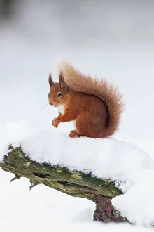 Rodentia Collection: RF - Red Squirrel (Sciurus vulgaris) on log in snow. Scotland, UK. December