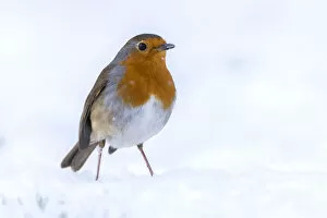 Flycatcher Collection: RF - Robin (Erithacus rubecula) in the snow, Broxwater, Cornwall, UK. March