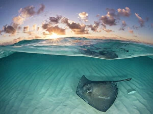 Habitat Collection: RF - Southern stingray (Dasyatis americana) swimming over sand in shallow water at dawn