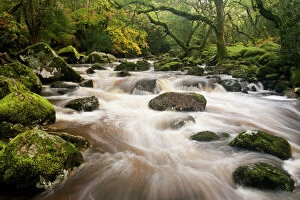 Woodland Collection: River Plym flowing fast through Dewerstone Wood, Shaugh Prior, Dartmoor National Park
