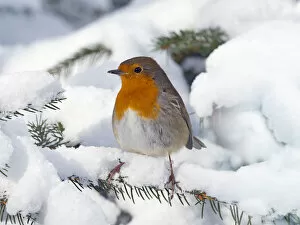 Flycatcher Collection: Robin (Erithacus rubecula) in snow, Norfolk, England, UK, February