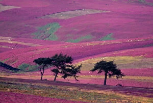 Flowering Collection: Row of Larch trees on flowering heather moorland, Lammermuir Hills, Berwickshire, Scotland