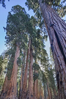 Huge Collection: The Senate Group of Giant sequoia (Sequoiadendron giganteum) trees on the Congress