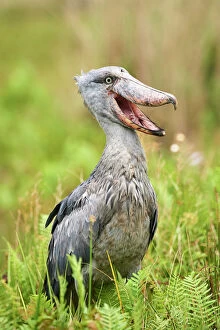 Wildlife art Framed Print Collection: Shoebill stork (Balaeniceps rex) in the swamps of Mabamba, Lake Victoria, Uganda