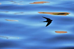 Ease Collection: Silhouette of Barn Swallow (Hirundo rustica) flying over water, hawking for insects, Berwickshire