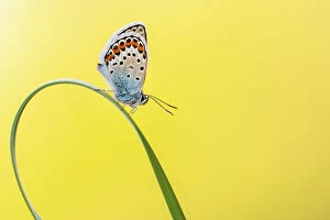 Silver-studded Blue Fine Art Print Collection: Silver studded blue butterfly (Plebejus argus) resting on grass blade, Gwithian Towans, Cornwall