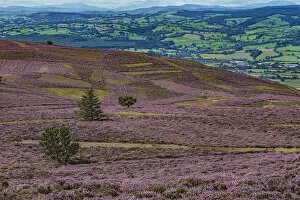 Clwyd Photo Mug Collection: Slopes of Moel Famau mountain showing patches cut for Heather (Calluna vulgaris) management