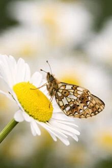 Nymphalid Collection: Small pearl-bordered fritillary (Boloria selene) butterfly on oxeye daisy (Leucanthemum vulgare)