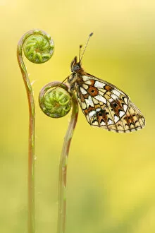 Pearl-bordered Fritillary Greetings Card Collection: Small pearl-bordered fritillary butterfly (Boloria selene) roosting on Hard fern (Blechnum spicant)