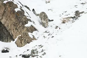 Uncia Uncia Collection: Snow leopard (Panthera uncia) female in snow, Hemis National Park, Ladakh, India