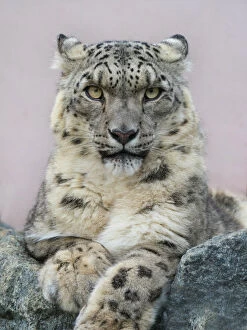 Wildlife art Collection: Snow leopard (Panthera uncia) portrait with ears back. Captive