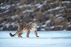 Related Images Metal Print Collection: Snow leopard (Uncia uncia) Altai Mountains, Mongolia. March