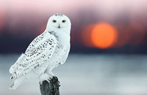 Fine art Photo Mug Collection: Snowy owl (Bubo scandiaca) female, with lights behind, Canada, February