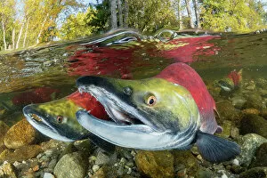 Sockeye Salmon Premium Framed Print Collection: Three Sockeye salmon/ Red salmon (Oncorhynchus nerka) swimming upstream as they migrate back to