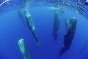 Relaxing Collection: Sperm whales (Physeter macrocephalus) resting, Pico, Azores, Portugal, June 2009