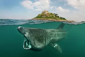 Animal Mouth Collection: A split level digital composite showing a Basking shark (Ceterhinus maximus