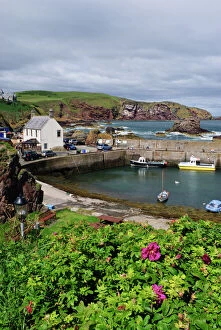 Landscapes Collection: St Abbs harbour (St Abbs and Eyemouth Voluntary Marine Reserve), Berwickshire, Scotland