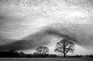 Black and White Canvas Print Collection: Starling murmuration, hundreds of thousands of starlings (Sturnus vulgaris)