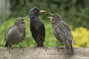 Related Images Poster Print Collection: Starling (Sturnus vulgaris) feeding fledgling chicks in urban garden. Greater Manchester, UK