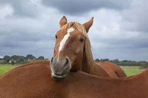 Animal Marking Collection: Suffolk Punch heavy horse in field resting head anothers back, UK, September