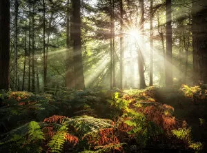 Related Images Collection: Sun shining through trees in Bolderwood, New Forest National Park, Hampshire, England, UK