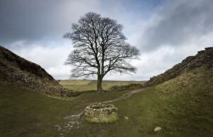 Wall Fine Art Print Collection: Sycamore (Acer pseudoplatanus) in Sycamore Gap, Hadrians Wall