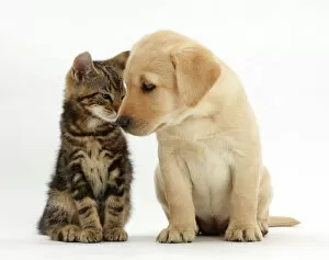 Domestic Cat Collection: Tabby kitten, Picasso, 9 weeks, head to head with Yellow labrador puppy, 8 weeks
