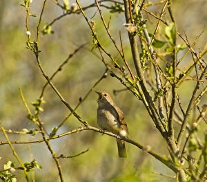 Wild Wonders of Europe 3 Poster Print Collection: Thrush nightingale (Luscinia luscinia) in tree singing, Matsalu National Park, Estonia