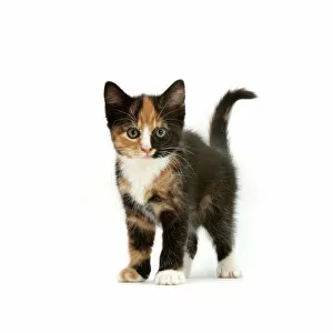 Kitten Collection: Tortoiseshell kitten, standing, against white background