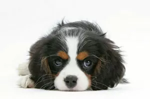 King Charles Spaniel Collection: Tricolour Cavalier King Charles Spaniel puppy, lying with chin on floor
