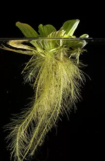 Magnoliopsida Collection: Water lettuce (Pistia stratiotes) with submerged roots in aquarium