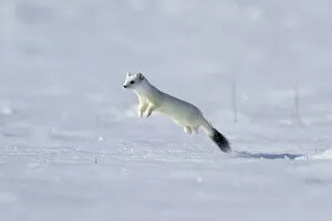 Agile Collection: Weasel (Mustela erminea) in winter coat, running through deep snow, Upper Bavaria, Germany