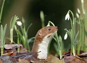 Hole Collection: Weasel (Mustela nivalis) looking out of hole on woodland floor with snowdrops, Sheffield