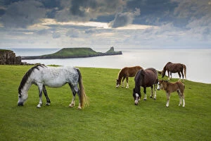 Caballus Jigsaw Puzzle Collection: Welsh mountain ponies, grazing above Rhossili beach, The Gower, Wales, UK, August