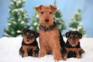 Catalogue6 Collection: Welsh Terrier, bitch with puppies aged 8 weeks in snowy scene
