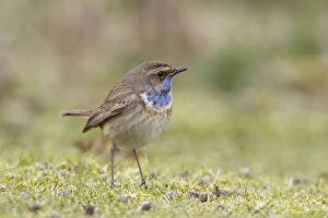 Shrubs Collection: White-spotted bluethroat (Luscinia svecica cyanecula) male in spring, Landguard