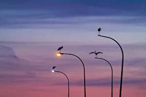 Ciconiidae Collection: Four White storks (Ciconia ciconia) perched on street lights, silhouetted at dusk, Madrid, Spain