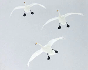 Related Images Photo Mug Collection: Whooper swans (Cygnus cygnus) three coming into land, Hokkaido, Japan, February