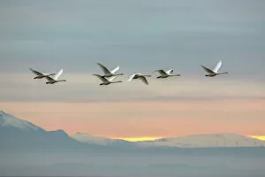 Setting Sun Collection: Whooper swans (Cygnus cygnus), flying at sunset, Caerlaverock Wildfowl & Wetland Trust WWT