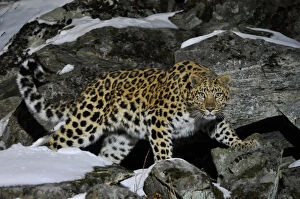 Competition Winner Collection: Wild female Amur leopard (Panthera pardus orientalis) on rocky hillside, Kedrovaya Pad reserve