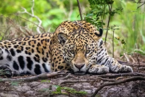 Wild Cat Canvas Print Collection: Wild Jaguar (Panthera onca), Endangered, Cuiaba River, Pantanal, Mato Grosso, Brazil