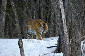 Nature-inspired art Collection: Wild Siberian / Amur tiger (Panthera tigris altaica) in woodland, near Perekatnaj river