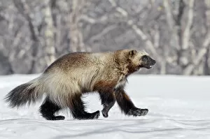 Running Collection: Wolverine (Gulo gulo) walking over snow, Kamchatka, Far East Russia, April 2008