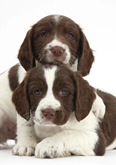 Juveniles Collection: Working English springer spaniel puppies, age 6 weeks