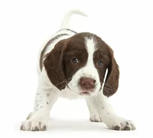 Domestic Animal Collection: Working English Springer Spaniel puppy, 6 weeks, in playful stance